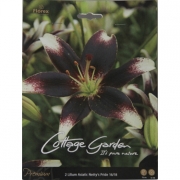  Lilium Asiatic Netty`s Pride.  Лилия гордость Нетти 